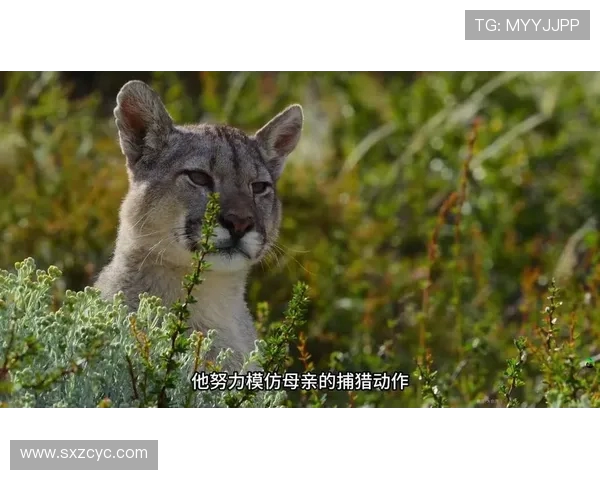 美洲狮与墨西哥美洲的生态对抗与生存智慧探讨